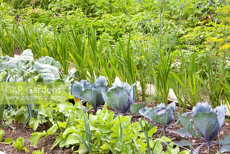 Brassica and Raphanus - Cabbages and Radishes
