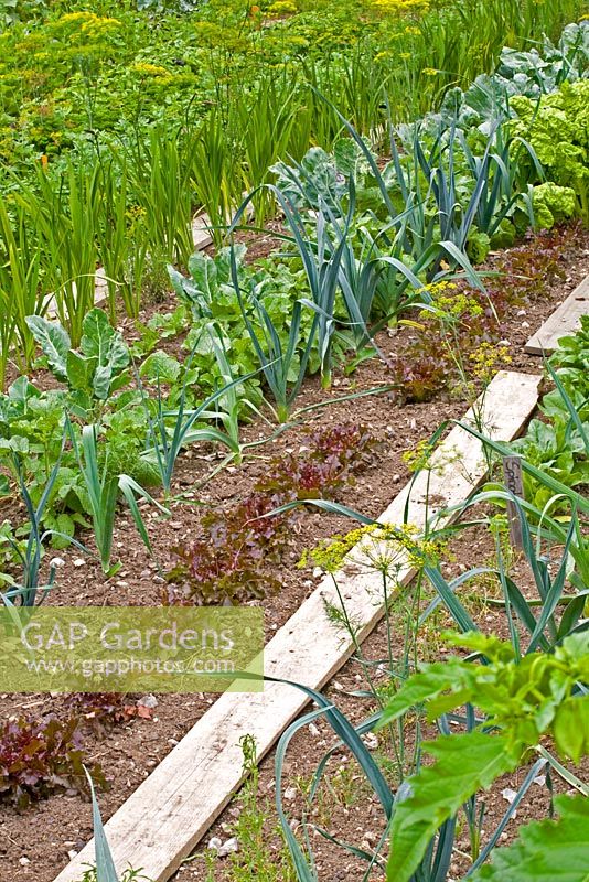 Vegetable garden with wooden planks laid down as pathways