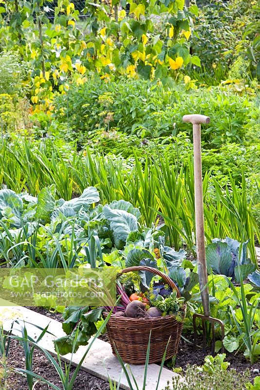 Potager in summer with basket of harvested vegetables and garden fork