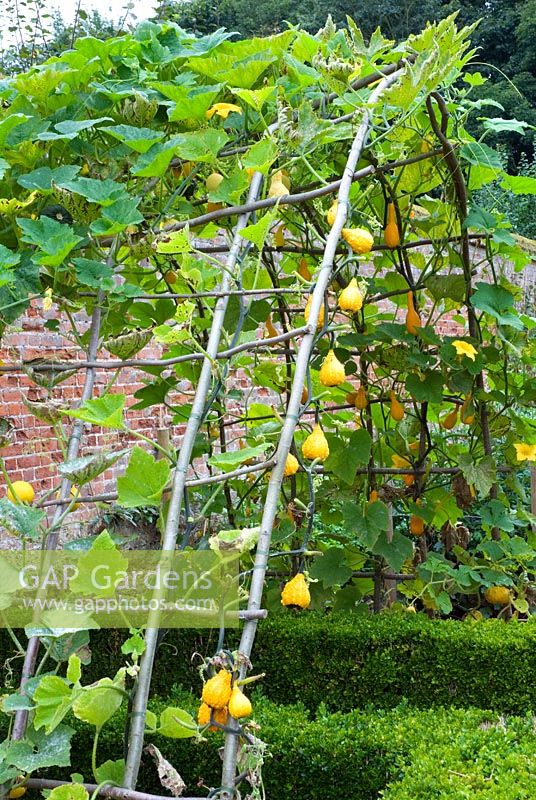 Willow arbour with climbing ornamental gourds