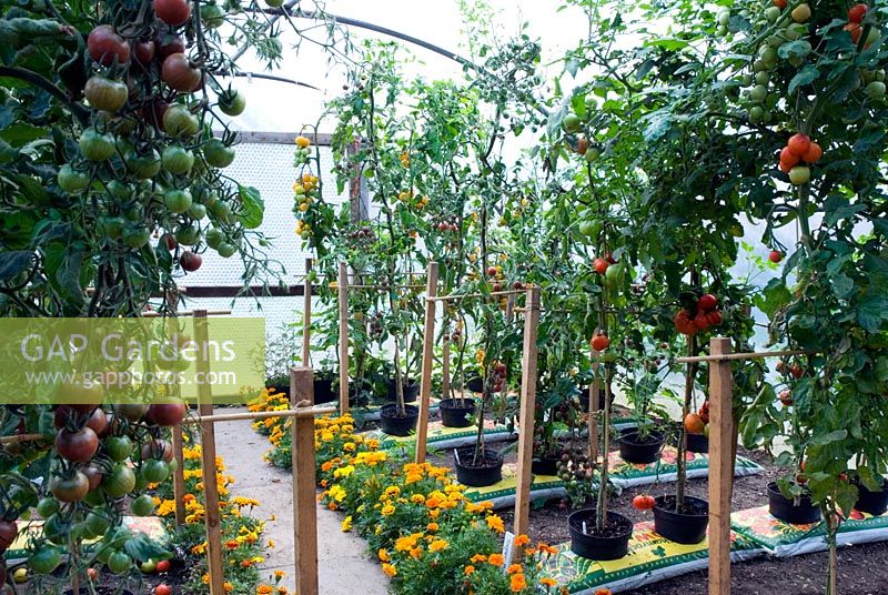 Tomatoes in growbags in greenhouse with marigolds
