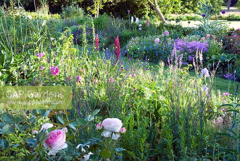 Romantic herbaceous border in evening light
