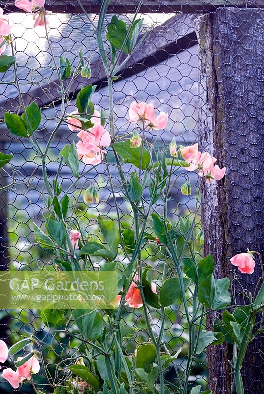 Lathyrus odorata - Sweet peas growing up chicken wire of fruit cage