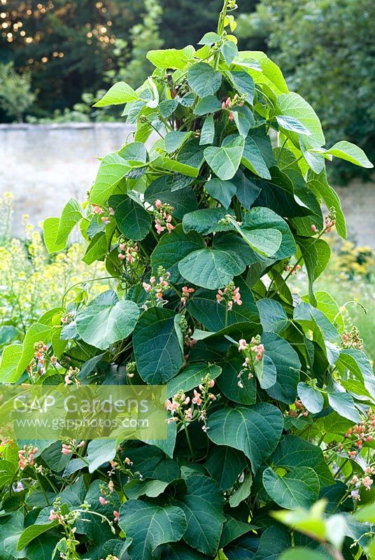 Phaseolus coccineus 'Celebration' - Runner Beans in flower 