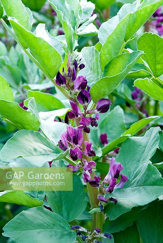 Vicia faba - Purple flowering broad beans