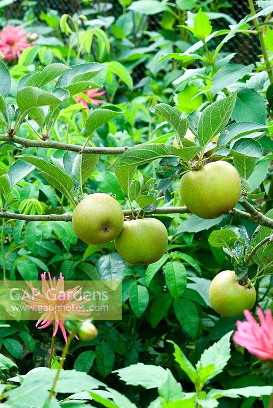 Malus - Apples and Dahlias 