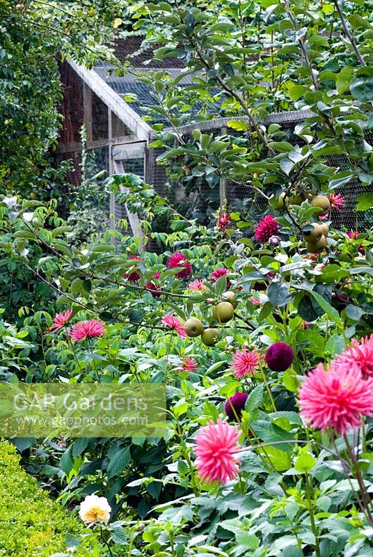 Border of Dahlias by fruit cage at Narborough Hall NGS