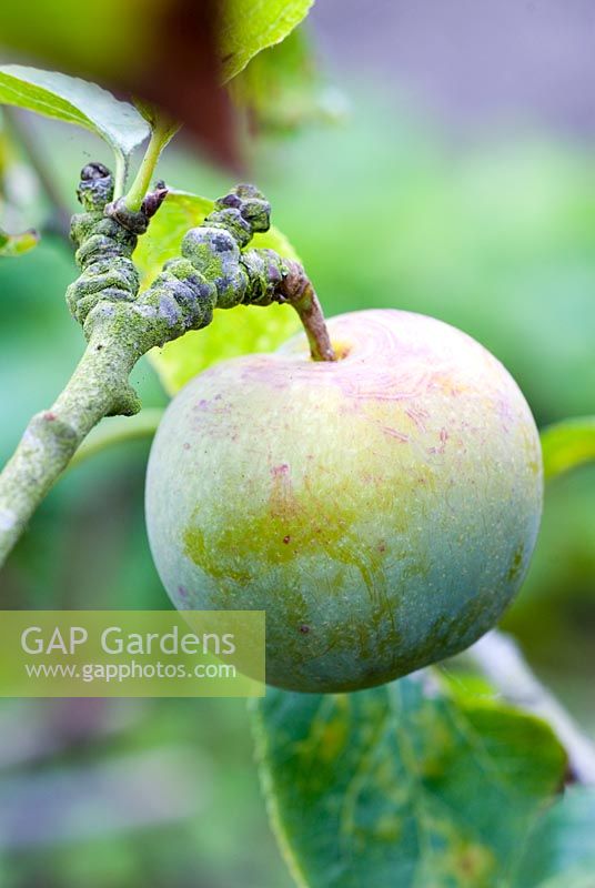 Prunus 'Green Gage' - Plum