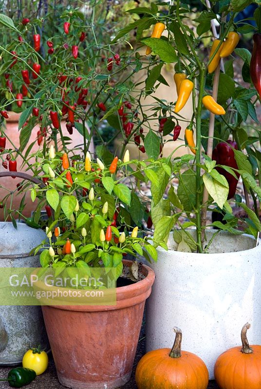 Capsicum annuum 'Prairie Fire' and Capsicum annuum 'Bulgarian Carrot' - Chilli peppers growing in containers