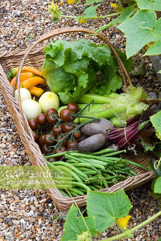 Basket of freshly harvested summer produce - tomatoes, cucumber, lettuce, peppers, beans, sweetcorn and beetroot