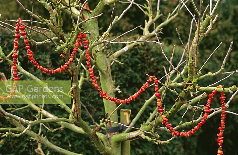 Fruit and berry garland - Dried fruits and fresh berry garlands hung from branches - sultana and cranberry mix
