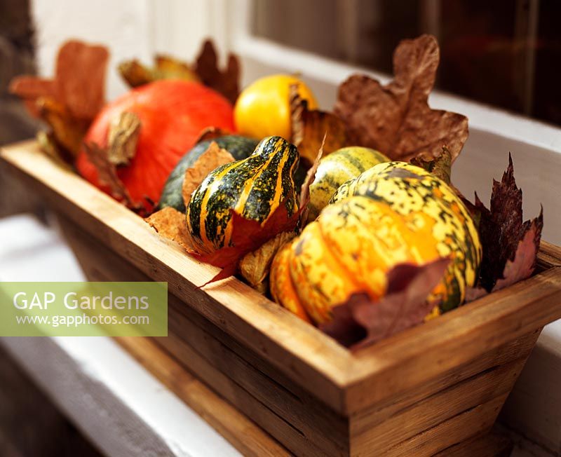 Window box with small squashes, pumpkins and gourds in a bed of leaves
