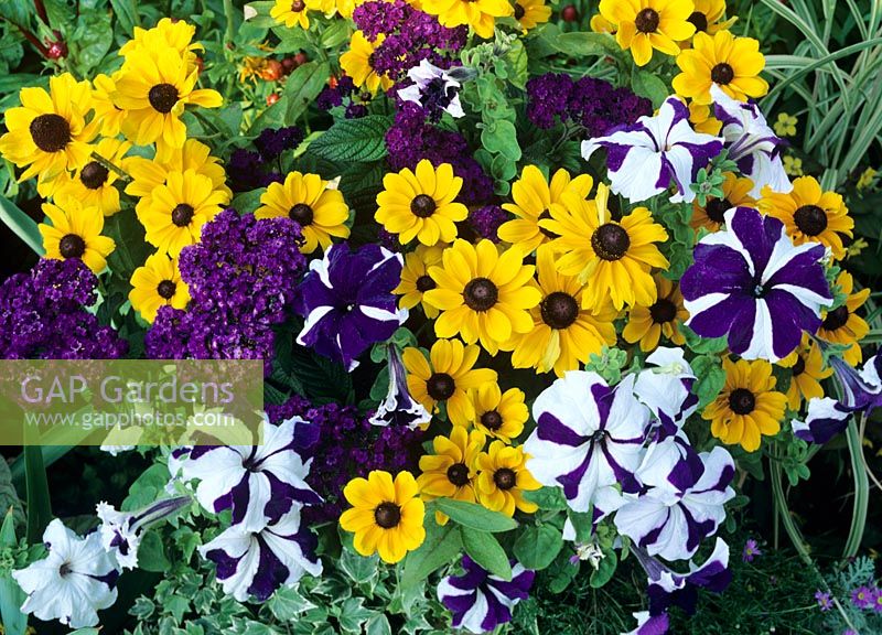 Spectacular blue, yellow, black and white colour scheme for summer featuring Rudbeckia 'Toto', Heliotropium arborescens 'Marine' and blue and white striped Petunias