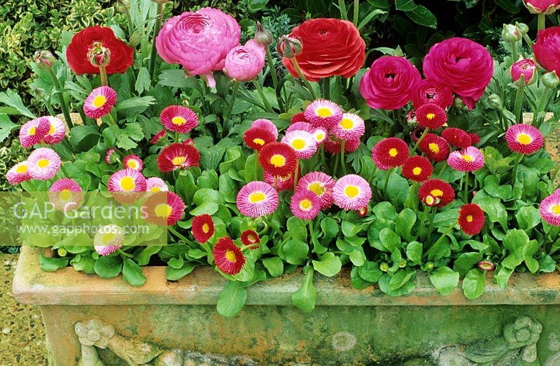 Ranunculus 'Accolade' - Double buttercup growing in a weathered terracotta trough with an edging of Bellis - Double daisies