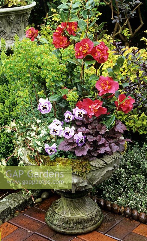 Moss encrusted urn with instant 'off-the-shelf' spring plant selection. Camellia with Euphorbia x martini, Heuchera 'Plum Pudding', small leaved variegated ivy and pansies