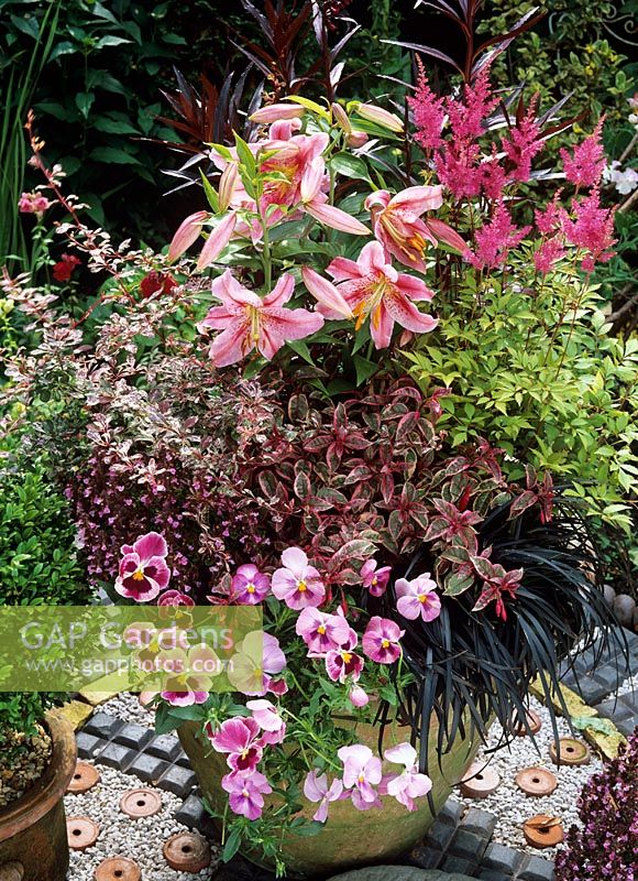 Pink themed giant terracotta pot with Lilium 'Miss Rio', Astilbe, Fuchsia 'Sunray', Ophiopogon nigrescens, pink pansies, Berberis thunbergii 'Harlequin' and Teucrium chamaedrys