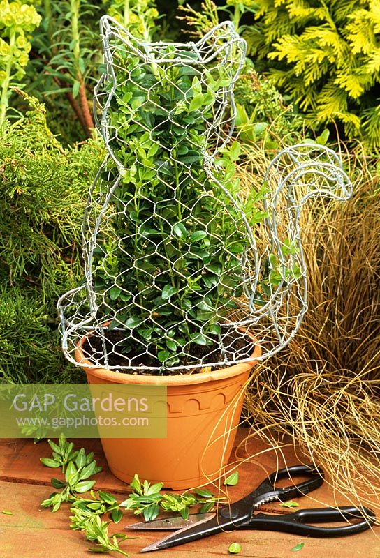 Cat topiary with common box - Buxus sempervirens being trained inside a chicken wire frame