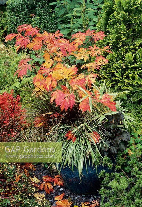 Acer japonicum 'Aconitifolium' in blue glazed Chinese pot with dwarf variegated bamboo, brown leaved Uncinia rubra, Carex oshimensis 'Evergold' - Variegated sedge  and Saxifraga fortunei 'Black Ruby'