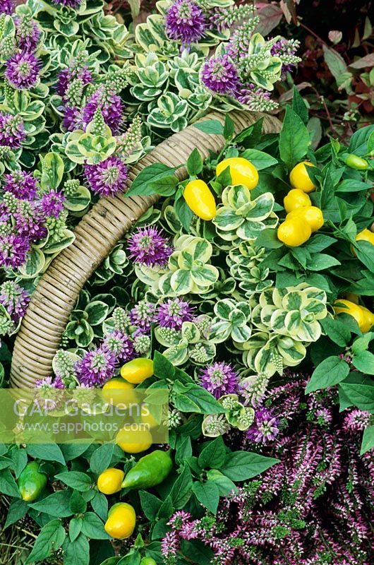 Yellow peppers used for decoration in a late summer and autumn basket display with Hebe 'Silver Queen' and pink bud heather Calluna vulgaris 'Aphrodite'