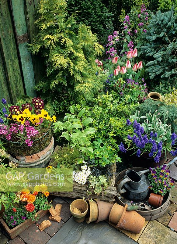 Selection of containers showing a wide range of plants available for spring displays