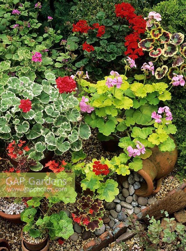 Selection of geraniums grown for foliage effect in terracotta pots including ivy leaved Pelargonium 'Crocodile', yellow leaved 'Verona', 'Crystal Palace Gem', 'Vancouver Centennial' and 'Mr. Henry Cox'