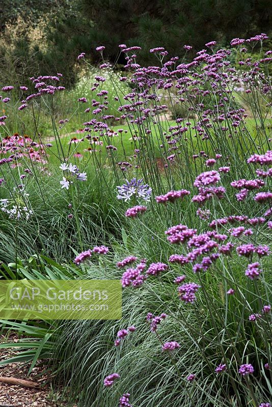 Verbena bonariensis with Pennisetum 'Hameln', Echinacea and Agapanthus at Knoll Gardens in August