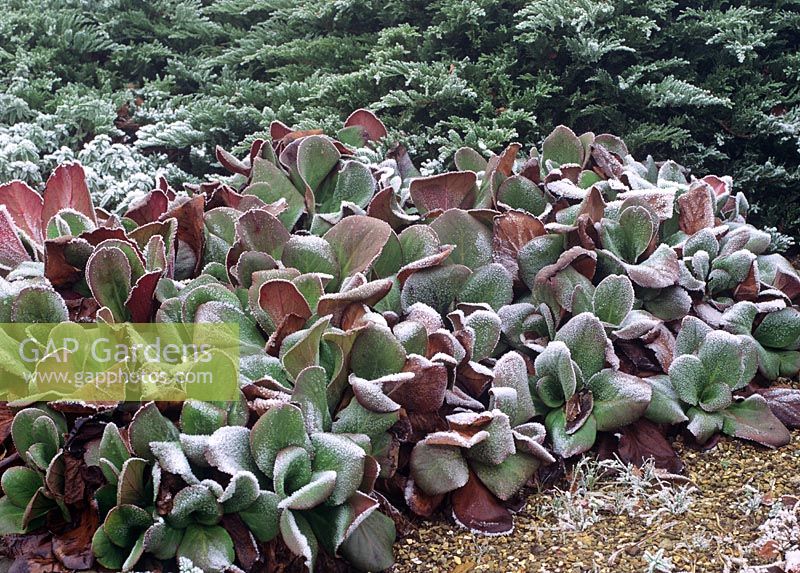 Bergenia 'Strachey' - Frost covered foliage