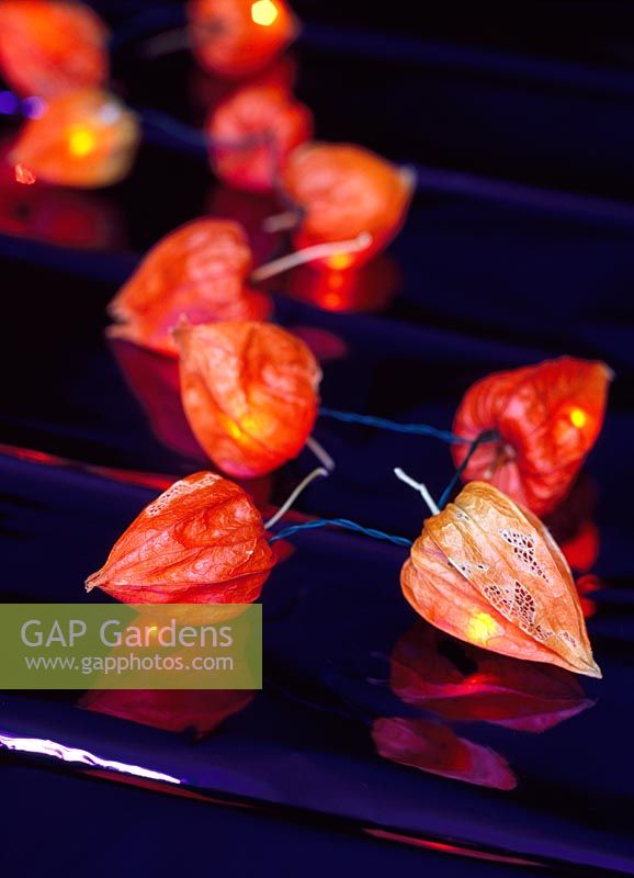 Physalis - Chinese Lanterns attached to fairy lights
