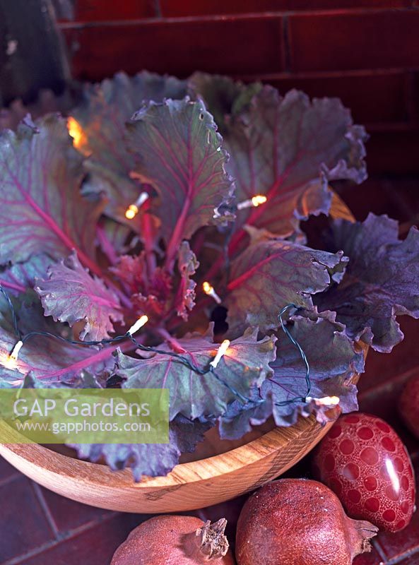 Fairy lights in bowl of ornamental cabbage leaves