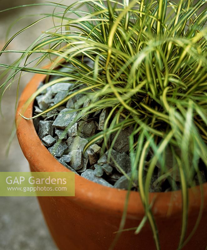 Ornamental grass in pot with stone chippings