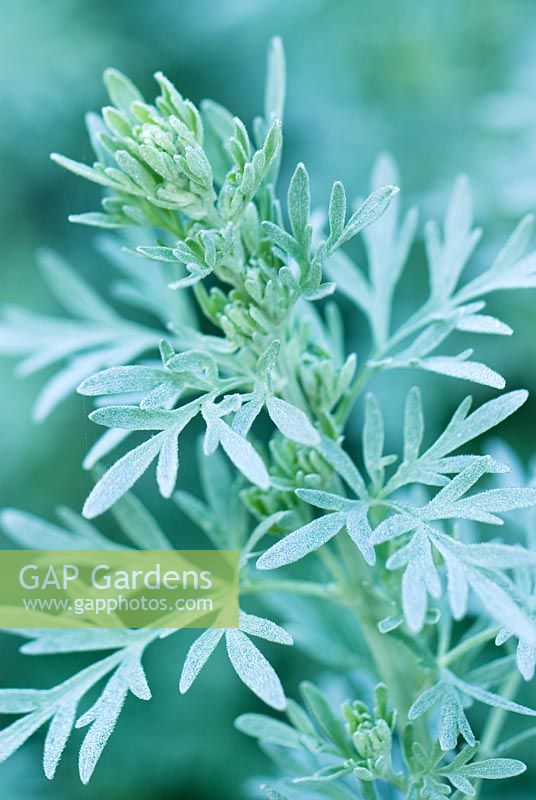 Artemisia absinthium 'Lambrook Silver' - Absinthe
