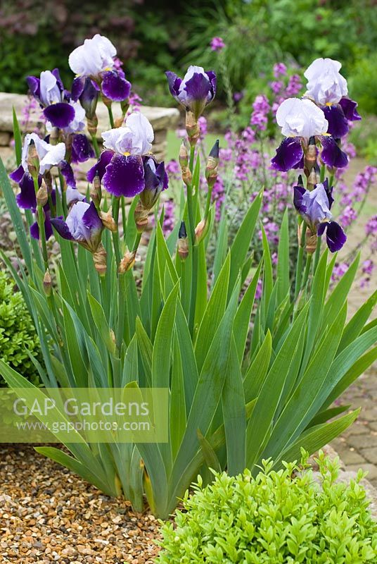 Iris 'Braithwaite' - Tall bearded Iris and Buxus sempervirens