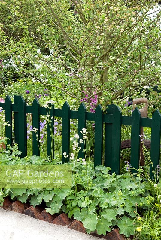 Dark green picket fence fronted by border of Alchemilla mollis - Lady's Mantle