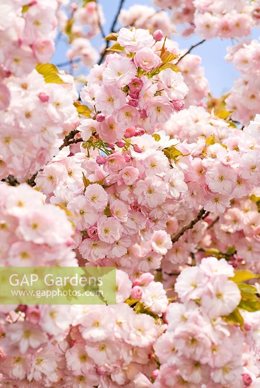 Prunus 'Pink Perfection' - Cherry Tree blossom 
