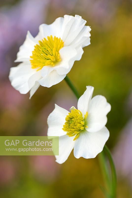 Ranunculus amplexicaulis - White Butter Cup