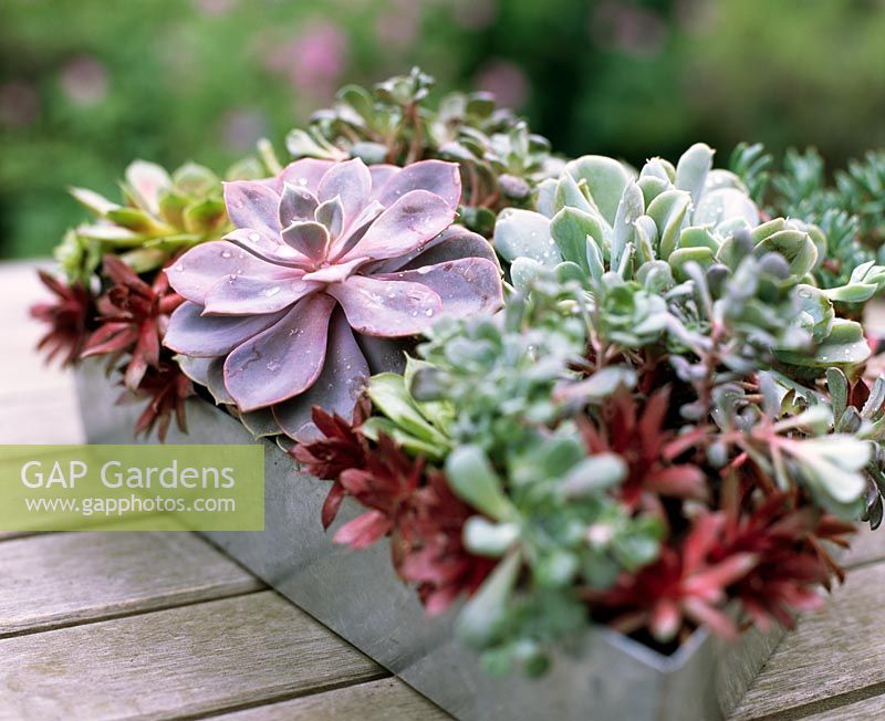 Mixed succulents in triangular container