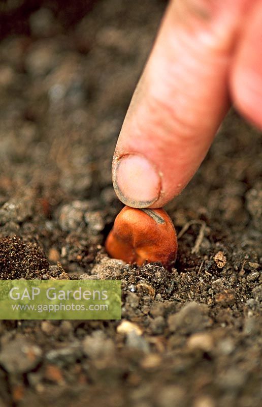 Sowing broad bean seed - Pushing into soil