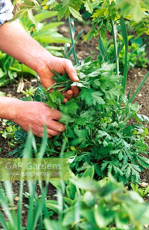 Pinching out the shoots of a herbaceous perennial in early summer to encourage bushy growth. The so called 'Chelsea Chop'