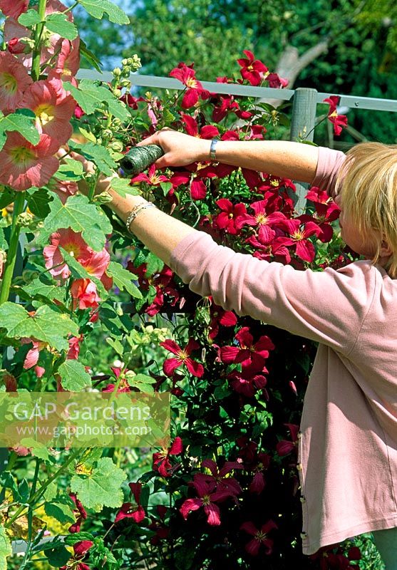 Woman tying up Alcea rosea and Clematis 