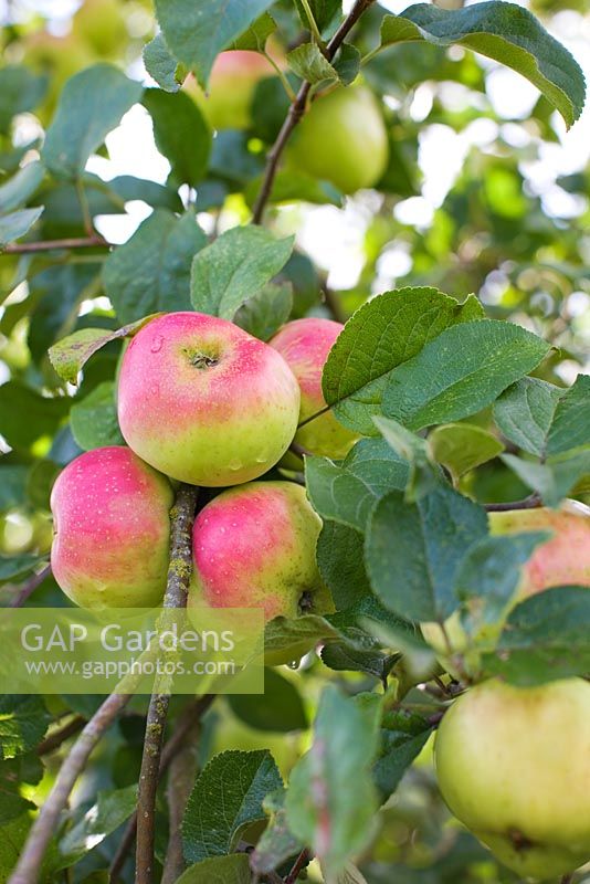 Malus - Apples on tree in September