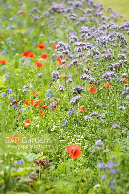Poppies and Phacelia tanacetifolia - Scorpion weed in meadow 