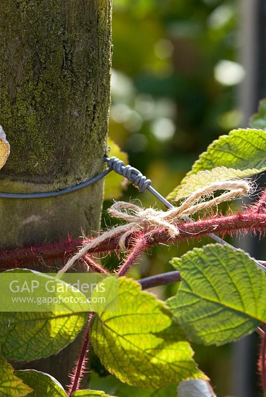 Tied string to wire and post to support the stem of Rubus phoenicolasius - Japanese Wineberry