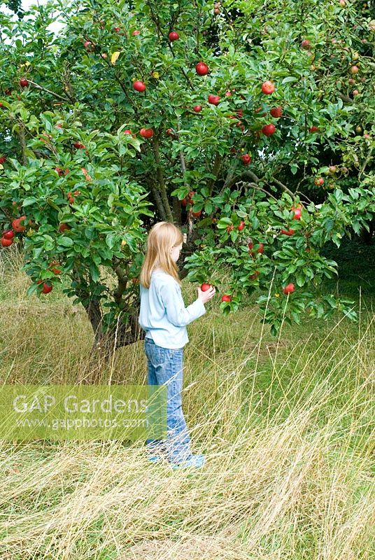 Malus 'Discovery' - Child picking apples  growing amongst the long grass