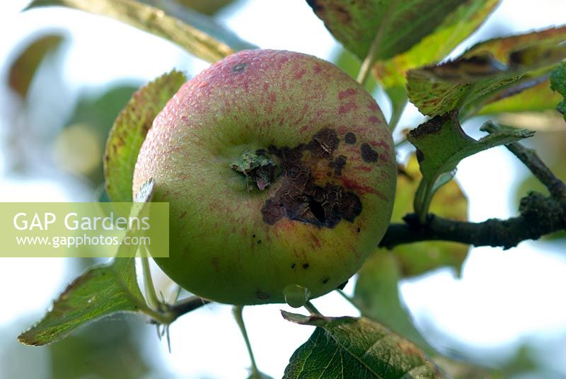 Venturia inaequalis - Apple scab on a Malus domestica 'Bramley Seedling' - Bramley cooking apple 