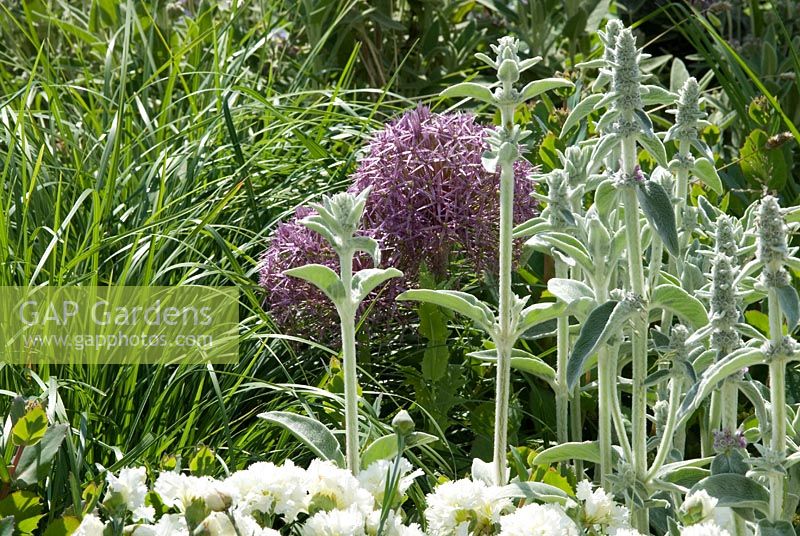 Stachys byzantina, Allium christophii and Dianthus 'Mrs Sinkins' - Lucy Redman's School of Garden Design