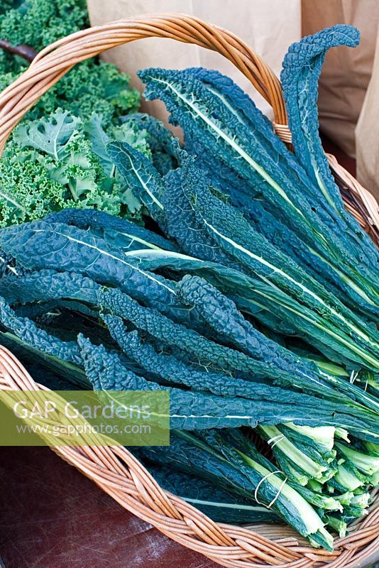 Brassica 'Nero di Toscana' - Black Kale