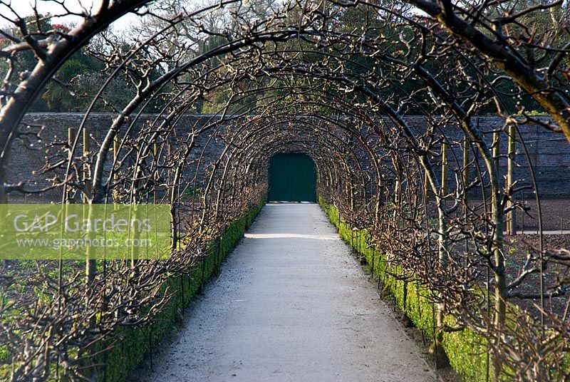 Apple arch in early Spring