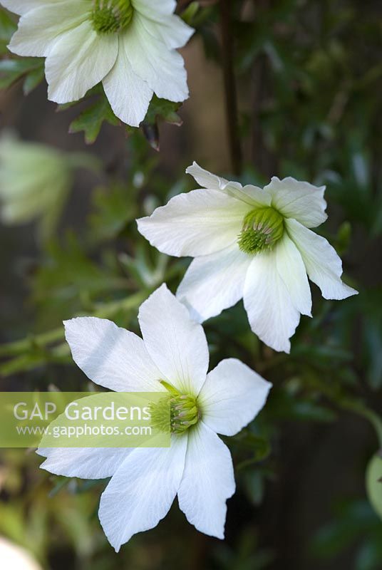 Clematis 'Early Sensation'