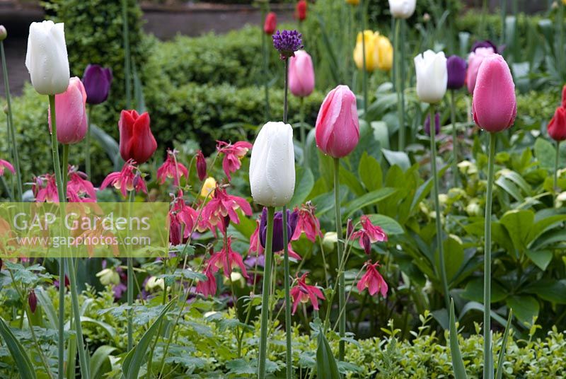 Mixed bed of spring bulbs including Tulipa 'King's Blood', Tulipa 'Maureen', Tulipa 'Mrs John T Scheepers' and Tulipa 'Recreado'