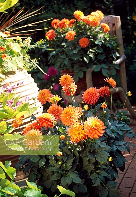 Dahlias in containers on patio